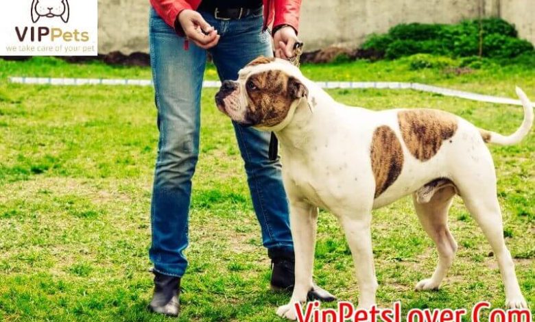 American Bulldogs Puppies For Adoption A Breed Guide for US, UK, and Canada