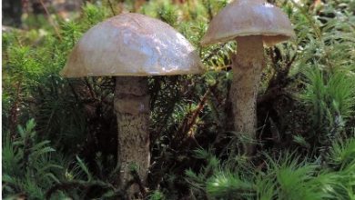 What are some popular culinary uses for edible mushrooms 