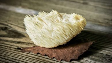 What is the Best Time of Year to Buy Fresh Lion's Mane Mushrooms