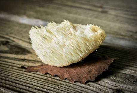 What is the Best Time of Year to Buy Fresh Lion's Mane Mushrooms