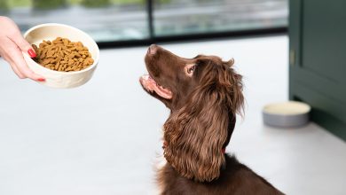 Grain-Free Dog Food